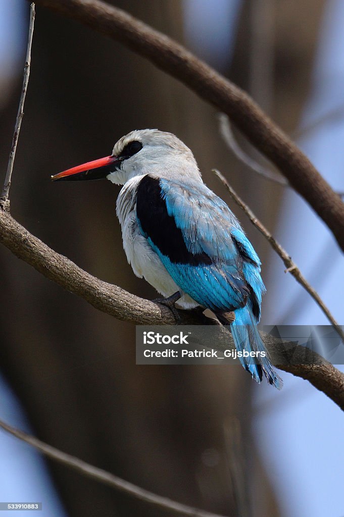 Woodland kingfisher Name: Woodland kingfisher  2015 Stock Photo