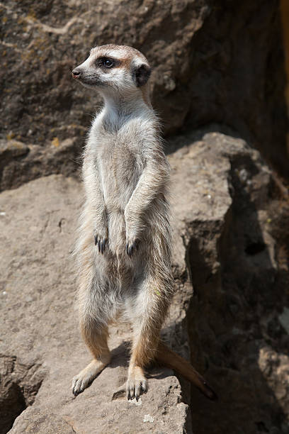 istock Meerkat (Suricata suricatta), also known as the suricate. 533910892