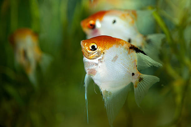 Fish tank Exotic fish in an aquarium symphysodon aequifasciatus stock pictures, royalty-free photos & images