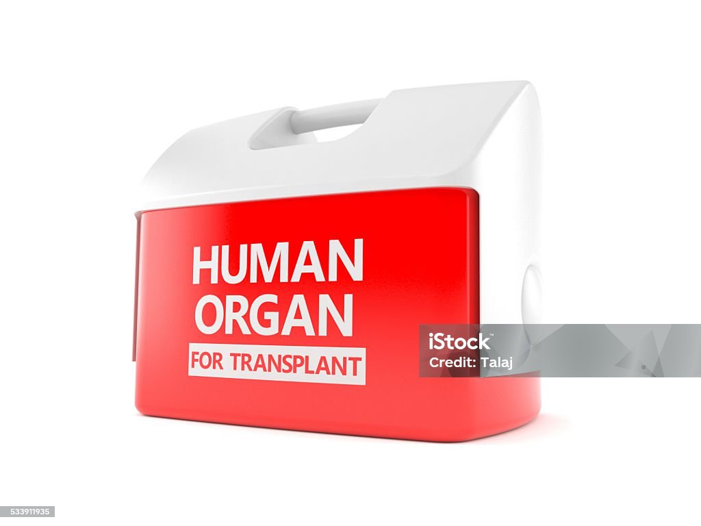 Cooler for human organ Human organ for transplant concept isolated on white background Transplant Surgery Stock Photo