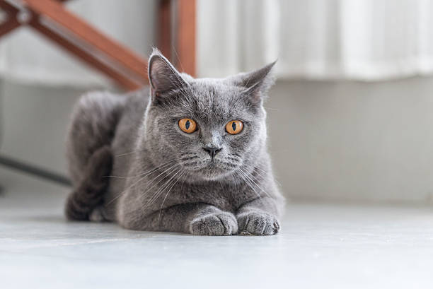 istock The gray British Shorthair 533912688
