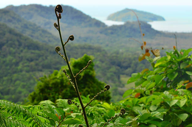 Mount Alexandra lookout Daintree National Park Queensland Austra Landscape from Mount Alexandra lookout Daintree National Park  in the tropical north of Queensland, Australia mossman gorge stock pictures, royalty-free photos & images