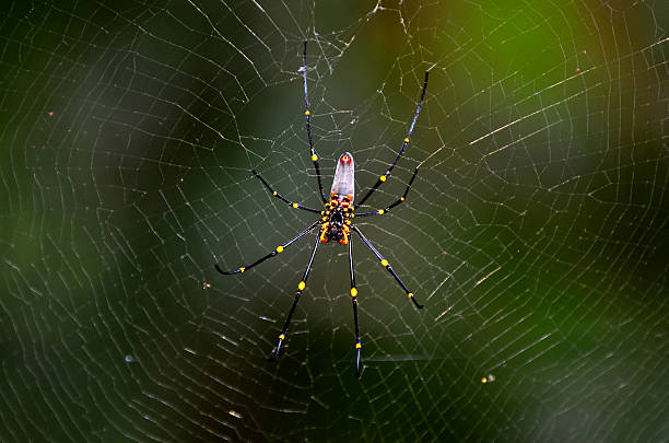 istock Golden silk orb-weaver spider 533913676