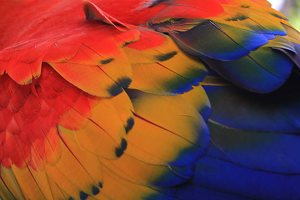 istock Beautiful bird feathers, Scarlet Macaw feathers pattern background 533913852
