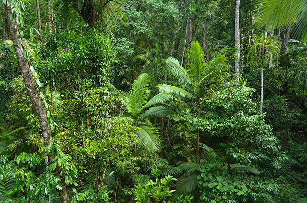 Aerial landscape view of Daintree National Park Queensland Austr Aerial landscape view of Daintree National Park canopy in the tropical north of Queensland,  Australia mossman gorge stock pictures, royalty-free photos & images