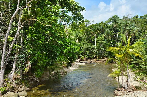 Landscape of a wild stream in Daintree National Park Queensland Landscape of a wild stream in Daintree National Park in the tropical north of Queensland, Australia, founded in 1981 and  became a World Heritage Site in1998. mossman gorge stock pictures, royalty-free photos & images