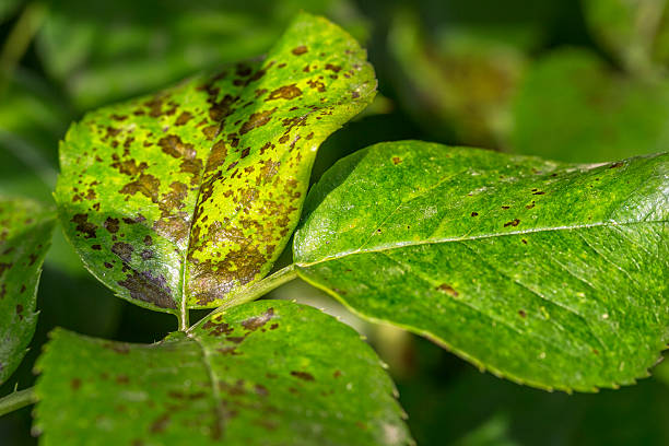 las plagas, plantas de enfermedades. hoja manchas primer plano. - colletotrichum fotografías e imágenes de stock