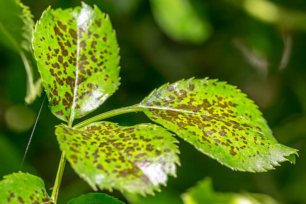 las plagas, plantas de enfermedades. hoja manchas primer plano. - colletotrichum fotografías e imágenes de stock