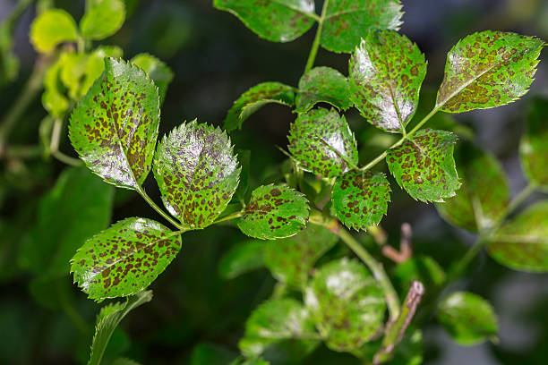 las plagas, plantas de enfermedades. hoja manchas primer plano. la mayoría de la hoja - colletotrichum fotografías e imágenes de stock