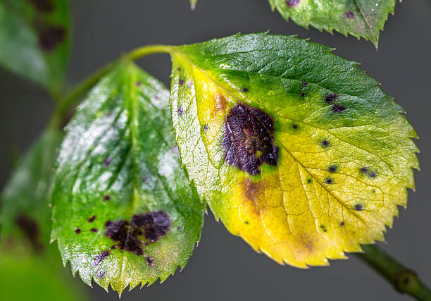 pragas, plantas doenças. close-up de folhas manchas. - colletotrichum imagens e fotografias de stock