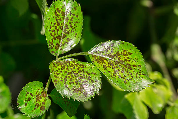 pragas, plantas doenças. close-up de folhas manchas. maioria da folha - colletotrichum imagens e fotografias de stock
