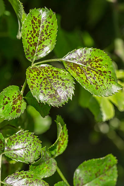 pragas, plantas doenças. close-up de folhas manchas. maioria da folha - colletotrichum imagens e fotografias de stock