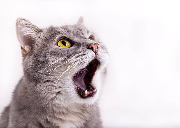 gris gato mirando hacia arriba, maullido y tener ampliamente op - dientes de animal fotografías e imágenes de stock
