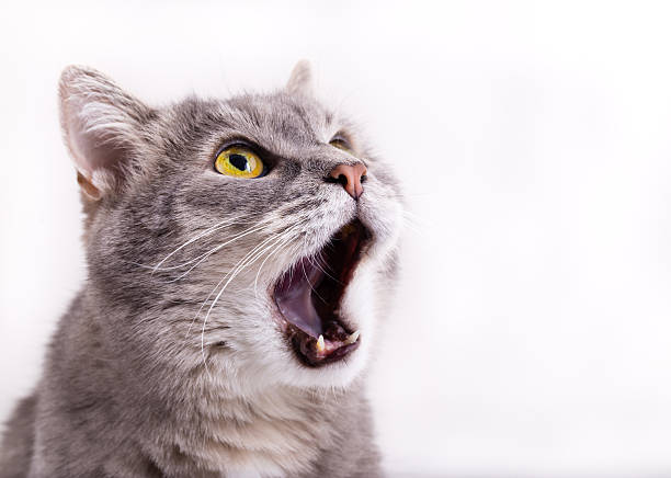 gatto grigio guarda, miagolio e ha ampiamente op - denti di animale foto e immagini stock