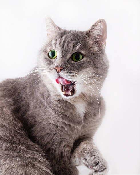 istock The cat sits with the raised paw and licks lips 533916174
