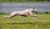 whippet quickly runs