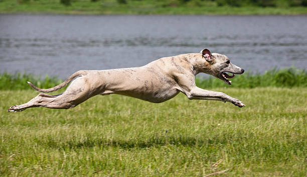 whippet quickly runs  greyhound dog quickly runs at high speed dog running stock pictures, royalty-free photos & images