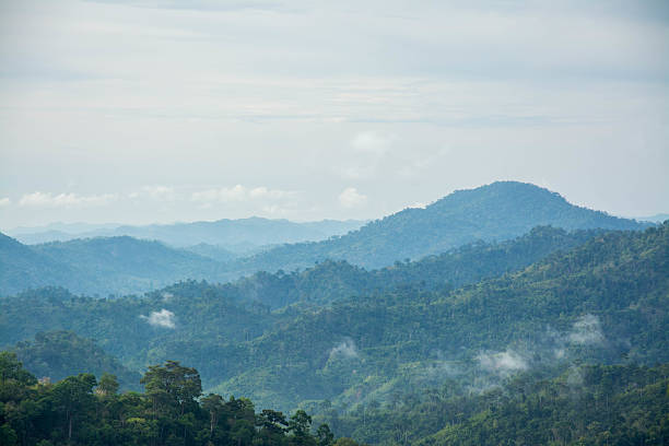 istock Mountain and trees of the rain forest. 533916704