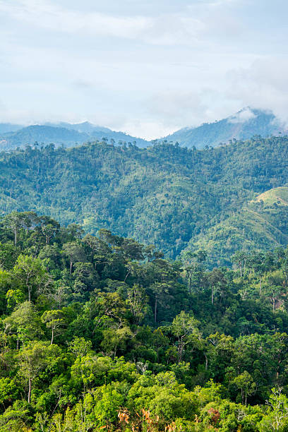 istock Mountain and trees of the rain forest. 533916836