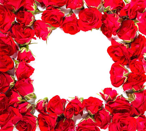 Bouquet of roses -  design element for floral themes.