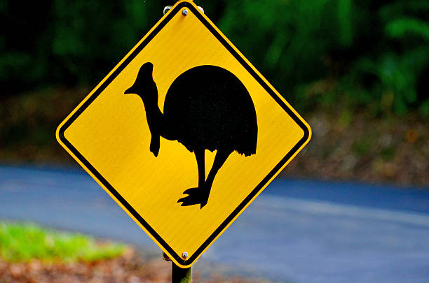 istock Cassowary warning sign in Queensland Australia 533917900
