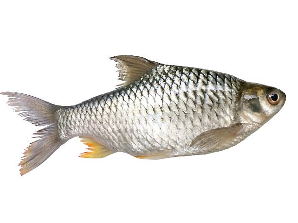 Java En Barb 60+ Java Barb Barbonymus Gonionotus Stock Photos, Pictures & Royalty ...