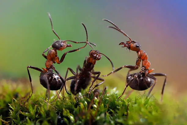 Photo of Three ant. Conflict, ants fight.