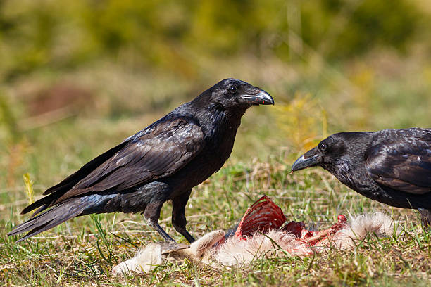 istock Ravens eating their prey - goatling 533919008