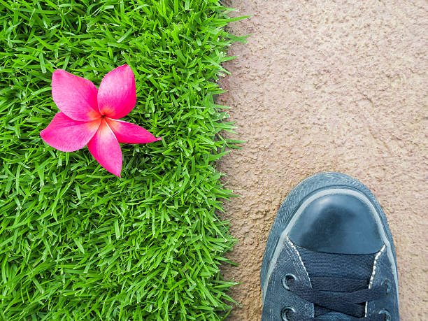 足に花の芝生の上階の間に - single lane road footpath flower formal garden ストックフォトと画像