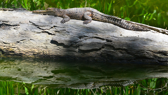 A young fresh water crocodile warms himself on a log tree in a river in Queensland Australia