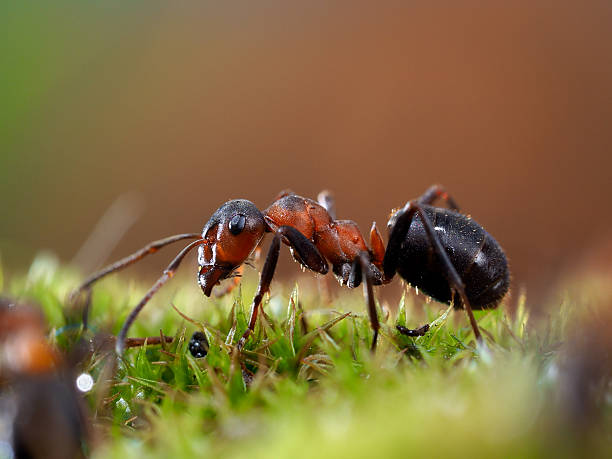 istock Portrait of an ant. Macro. Ant red forest. Moss green 533921368