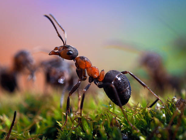 istock Portrait of an ant. Macro. Ant red forest. Moss green 533921392