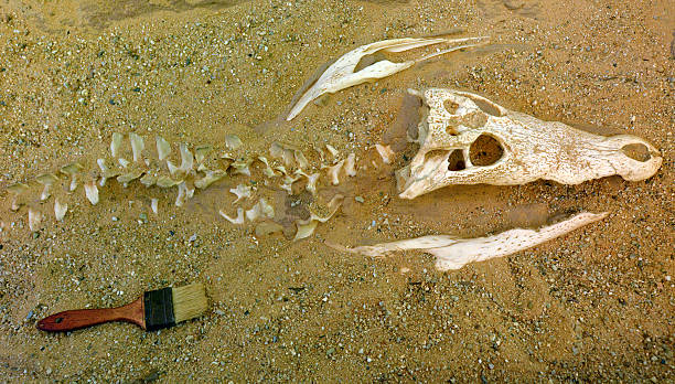 istock Saltwater crocodile skeleton bury in the sand 533921722