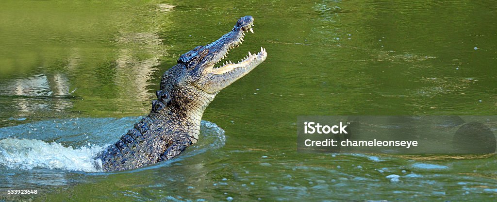 crocodile d'eau sauter hors de l'eau - Photo de Crocodile libre de droits