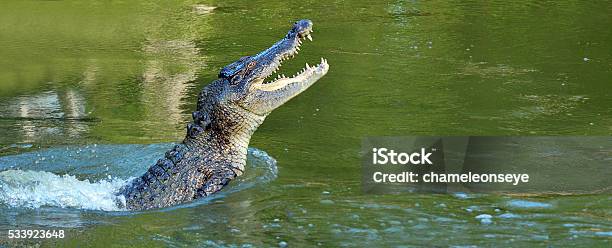 Photo libre de droit de Crocodile Deau Sauter Hors De Leau banque d'images et plus d'images libres de droit de Crocodile - Crocodile, Crocodile marin d'Australie, Australie
