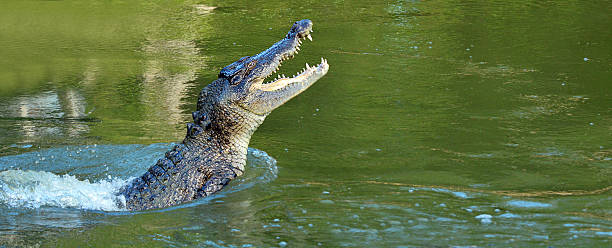 Saltwater crocodile leap out of the water stock photo