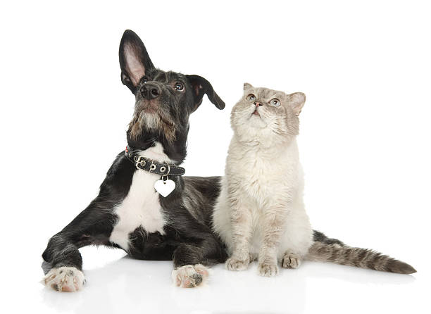 cat and dog looking up. isolated on white background