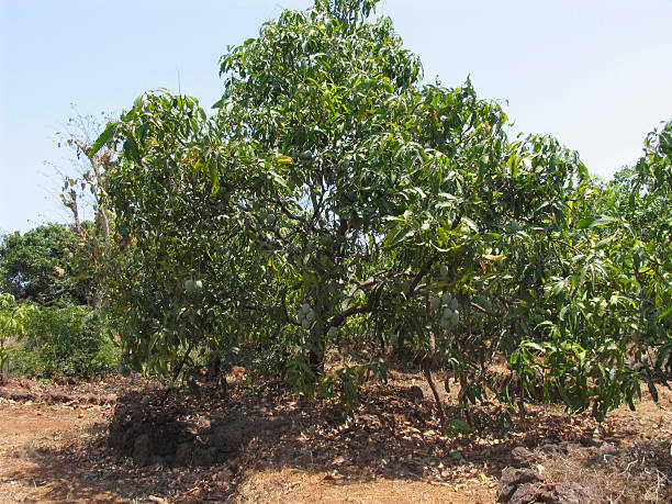 istock Alphonso mangoes, Mangifera indica L. hanging on a tree. 533924168