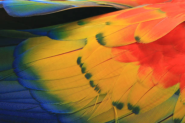 istock Beautiful bird feathers, Scarlet Macaw feathers pattern background 533924430