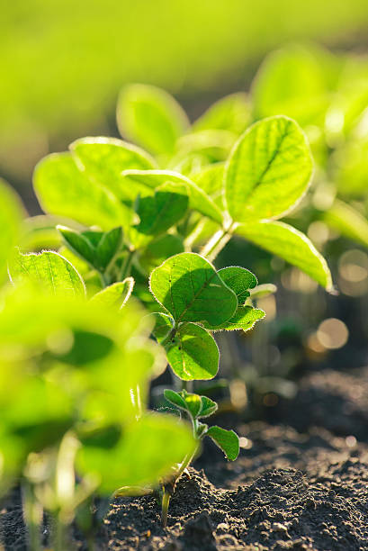 istock Young soybean plants growing in cultivated field 533924862