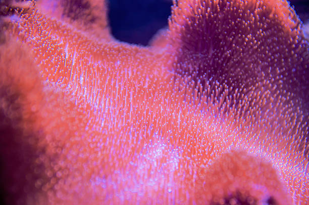 istock coral in deep blue sea 533925512