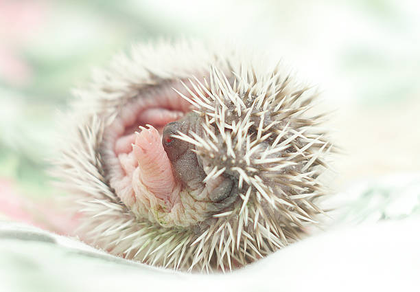 istock cute hedgehog baby background 533933141