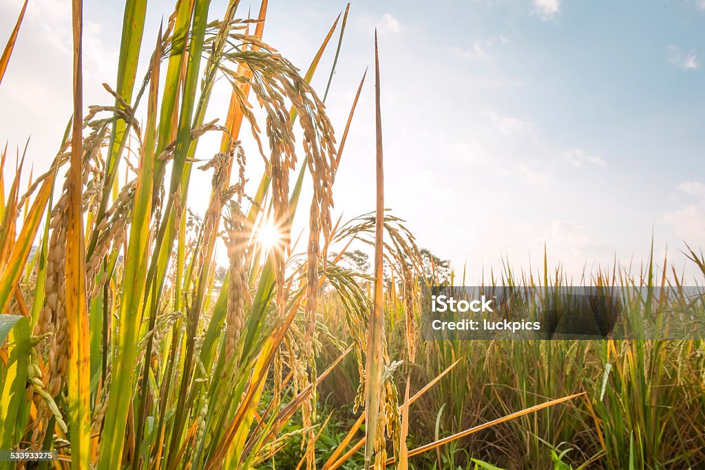 rice in field with sun beam 2015 Stock Photo