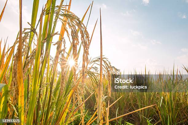 Rice In Field With Sun Beam Stock Photo - Download Image Now - 2015, Aging Process, Agriculture