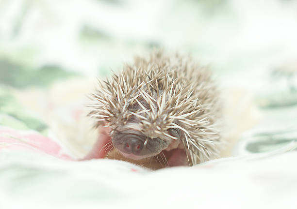 istock cute hedgehog baby background 533933429
