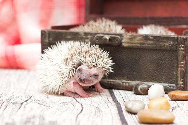 cute hedgehog baby background