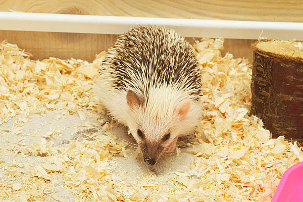 istock cute and fun hedgehog baby with breeding facility background 533933457
