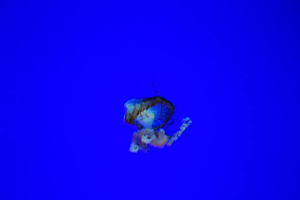 istock Jellyfish in blue water 533934083