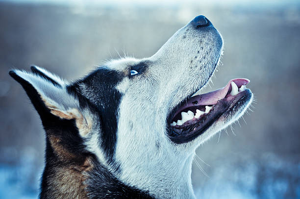 istock Siberian Husky dog  in winter 533934133