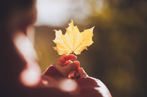 istock child holding orange leaf in autumn 533934505